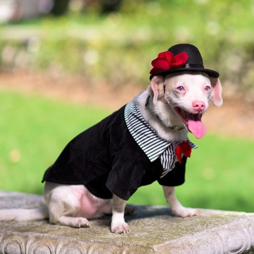 🆕Rubies Top Hat Pet Hat for Dogs or Cats, S/M - Picture 3 of 6